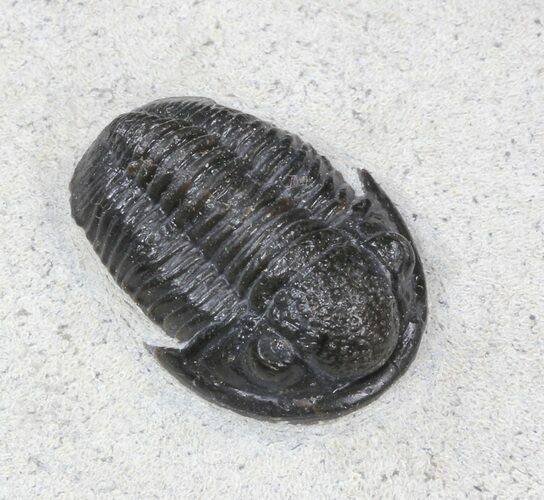 Gerastos Trilobite Fossil #39784